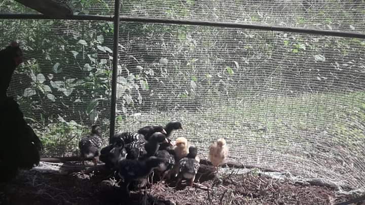 PatriciaG9dj's tweet photo. En el CEPT 1 de Gral Belgrano se sigue con las guardias de verano. Preparándonos para la PRÓXIMA FERIA!🥦🍃🐓🐔
#granja #huerta #agroecología #desarrollo #producciontotal
#escuelasrurales https://t.co/vddWesXBGZ