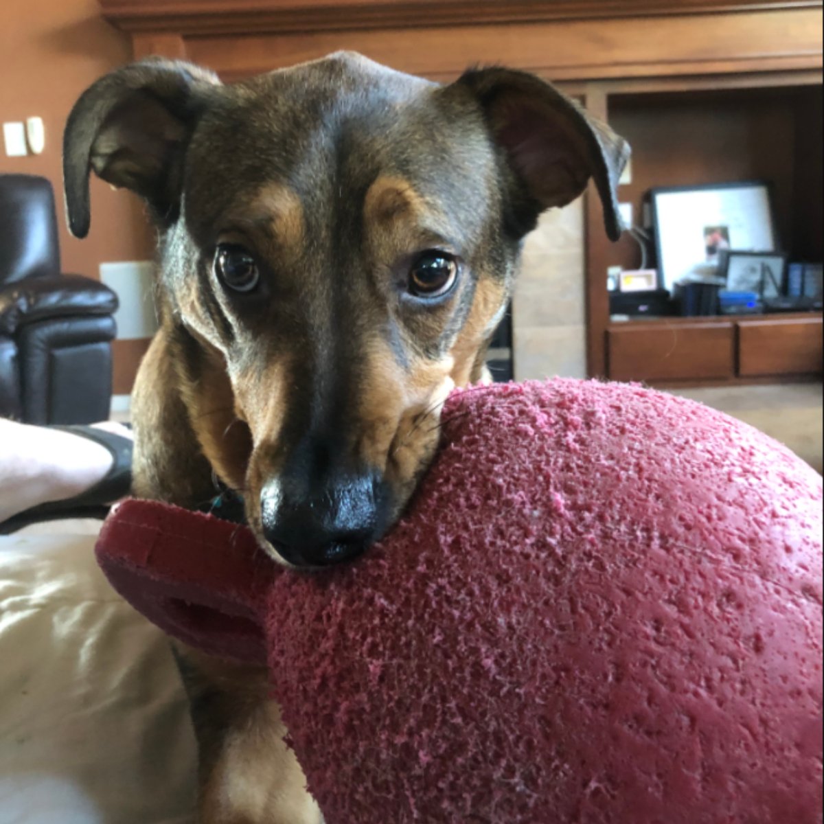 My dog Max says, "Let’s go to the pool! I don’t care if it’s cold out!"