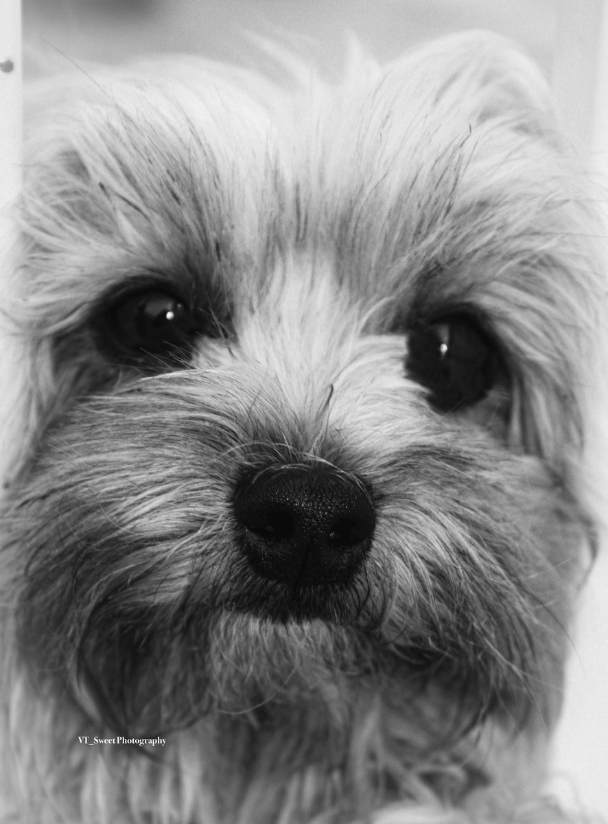 My pup, my furry love
#bnwphotography #bnw_captures #photography #PhotographyIsArt #dogs