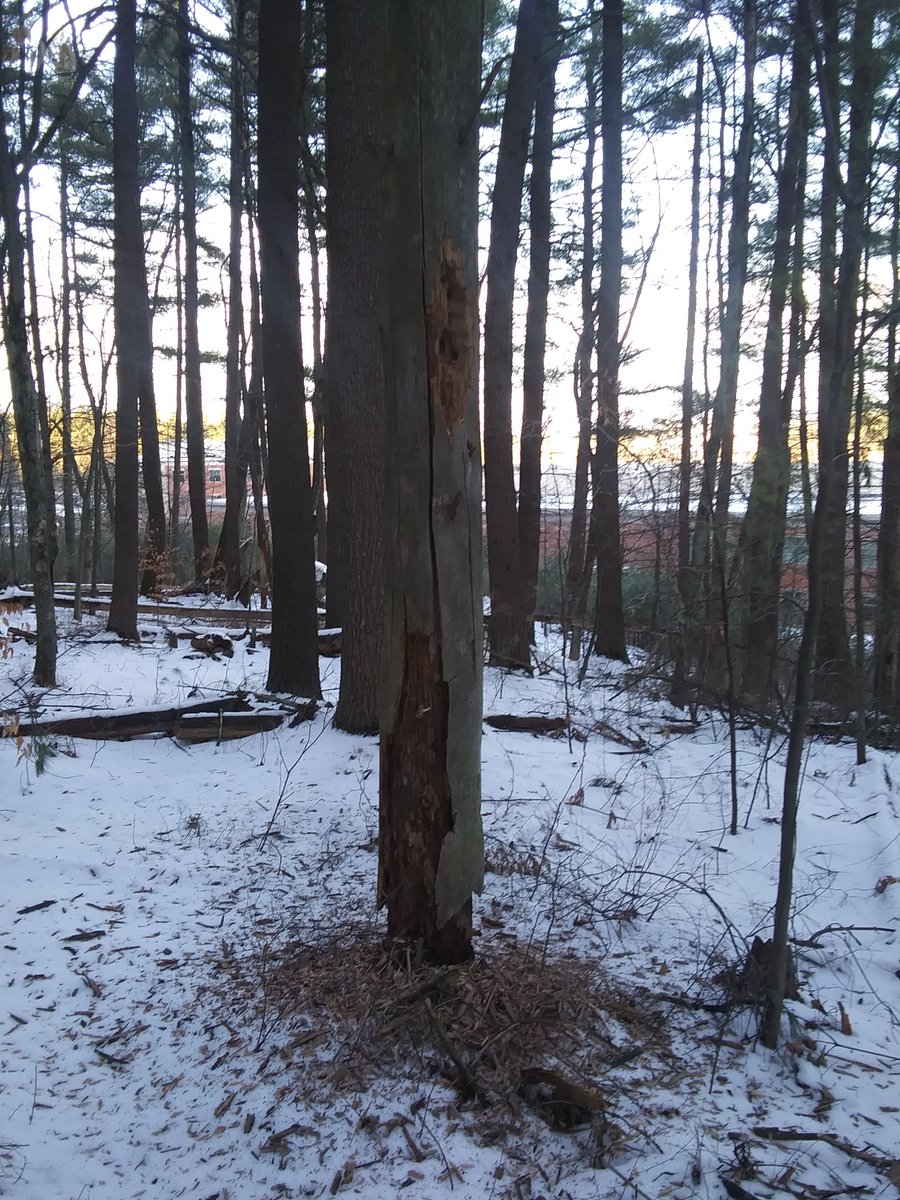 Boxborough Conservation Trust tweet media