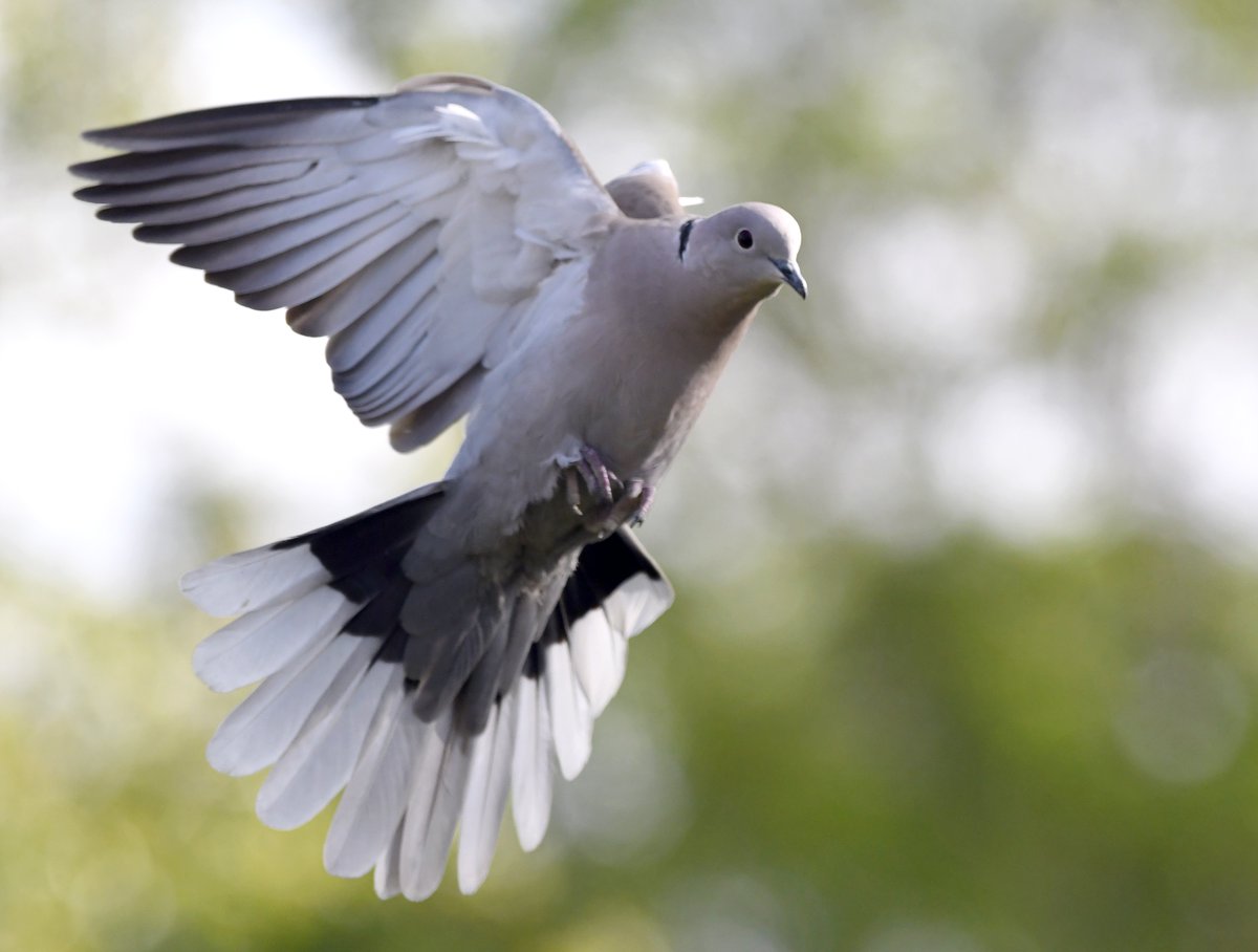 24. Collared Dove  #BigGardenBirdWatch