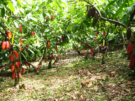 fedecacao's tweet photo. El cultivo del cacao y su contribución al medio ambiente

A propósito de la Asamblea número 50 del Foro Económico Mundial que se desarrolló en Davos, Suiza. 

Vea la nota en → https://t.co/SYEshMI6w1 https://t.co/boF8IYievf