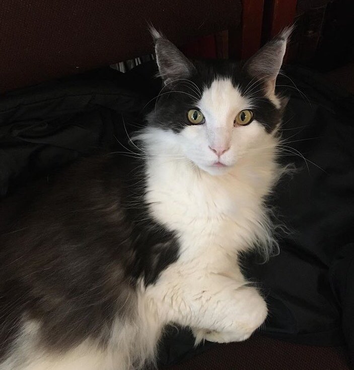 RTheatreco's tweet photo. Our #OldJewishCemeteryAudioTrail on Lambay Hill will return during @plymhistoryfest in May. Also, a brand new trail at Gifford Place. Oh, This is Dexter, the Synagogue Cat. Very much like his predecessor Barney. Listen to Barney’s story here: https://t.co/VgkiJB8OpU https://t.co/xrJk2rUuJK