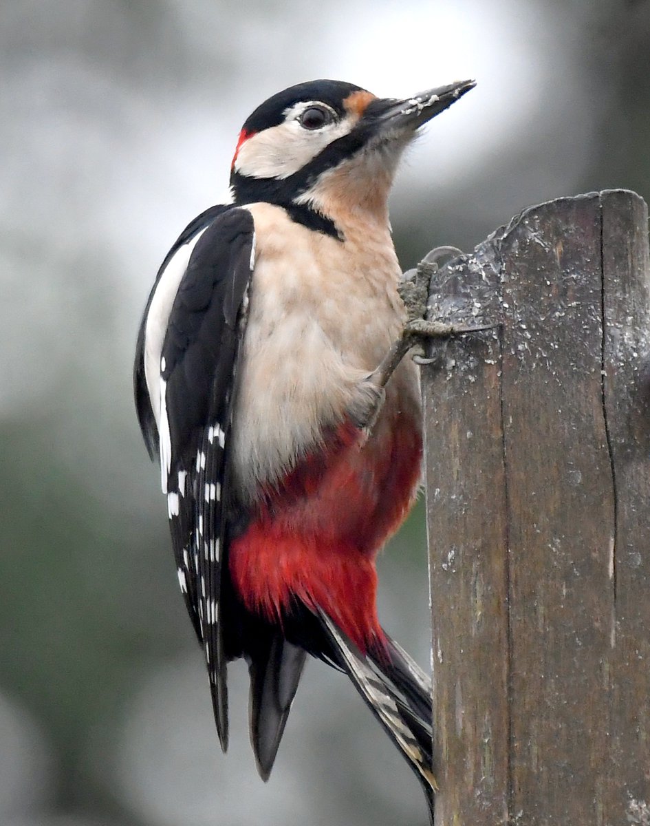 25. Great Spotted Woodpecker  #BigGardenBirdWatch