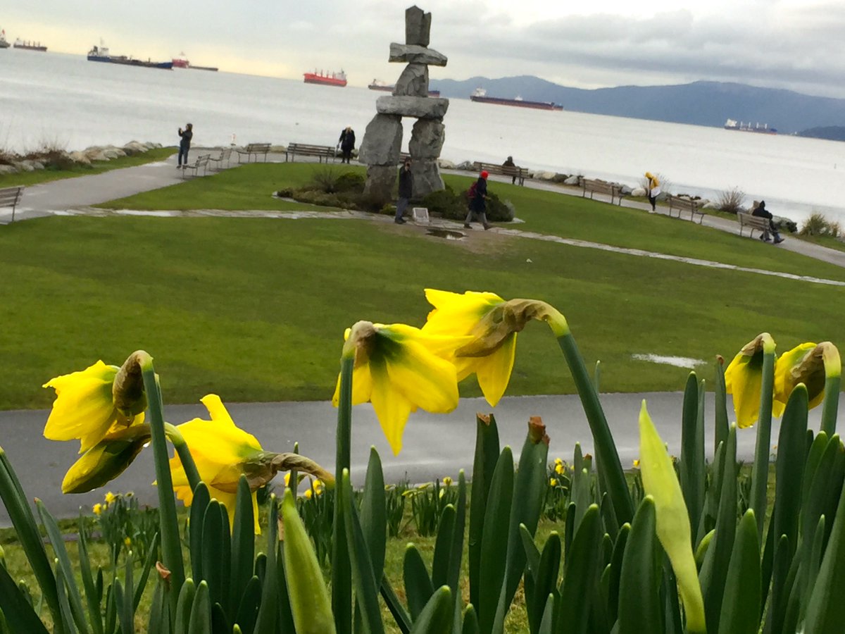 FrankStebner's tweet photo. Daffodils blooming outside my apartment building in Vancouver, Jan 24, 2020 https://t.co/AWJs8FrIvC