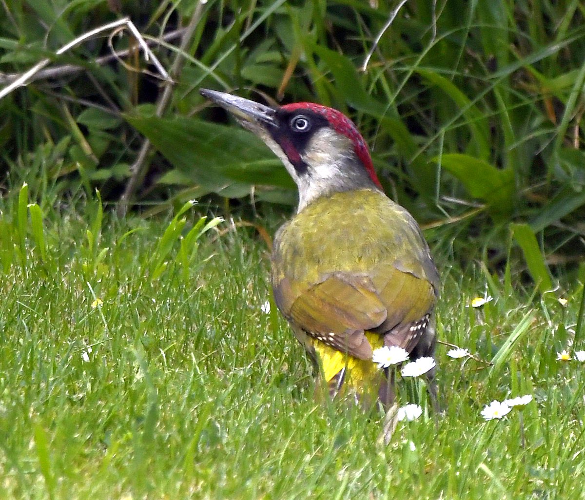 26. Green Woodpecker  #BigGardenBirdWatch