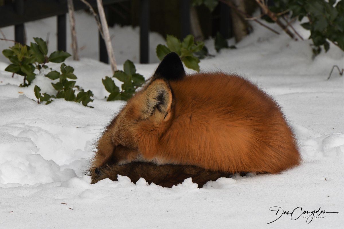 Dan Congdon tweet media