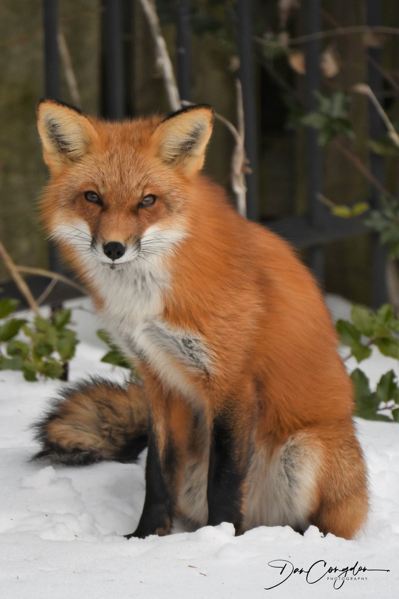 Dan Congdon tweet media