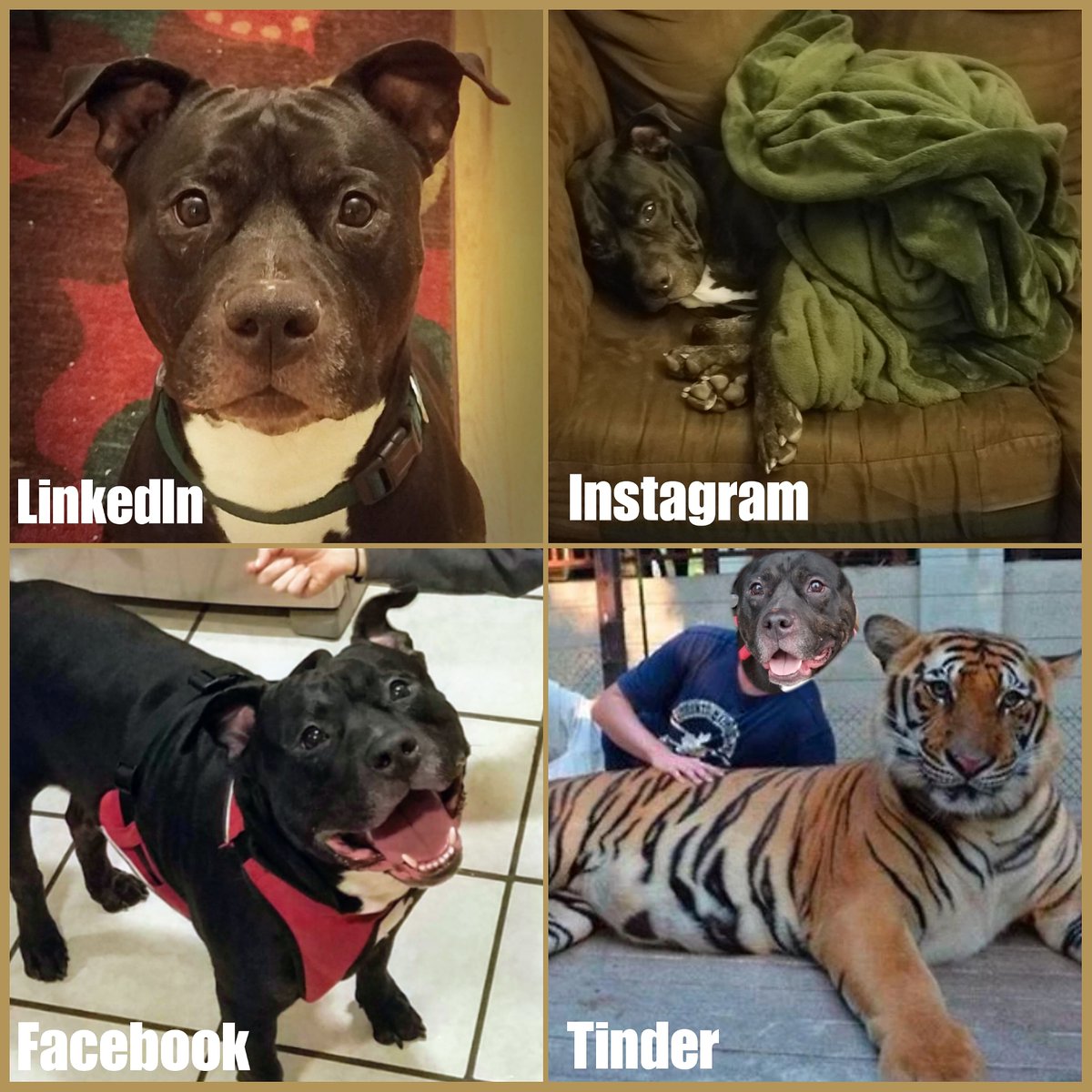 RescueBroad's tweet photo. Ninja insisted that if he did the #dollypartonchallenge someone would adopt him. I told him that I like the way he thinks. Adopt Ninja through @HomeAtLastDogsR.

#adoptdontshop #adoptme #pitbullrescue #pitbulllover #doglover #pitbulladvocate #pitbullrescue #pitbullawareness https://t.co/cQ54OHF2uA