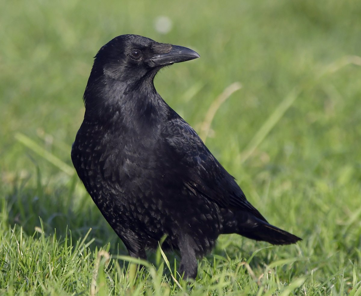 29. Carrion Crow  #BigGardenBirdWatch