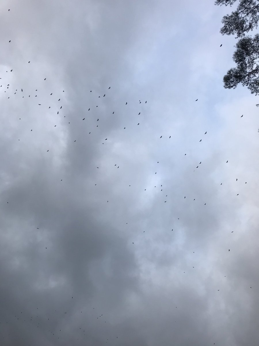 Flying foxes over #thirroul   Thousands every afternoon at dusk #northernillawarra
