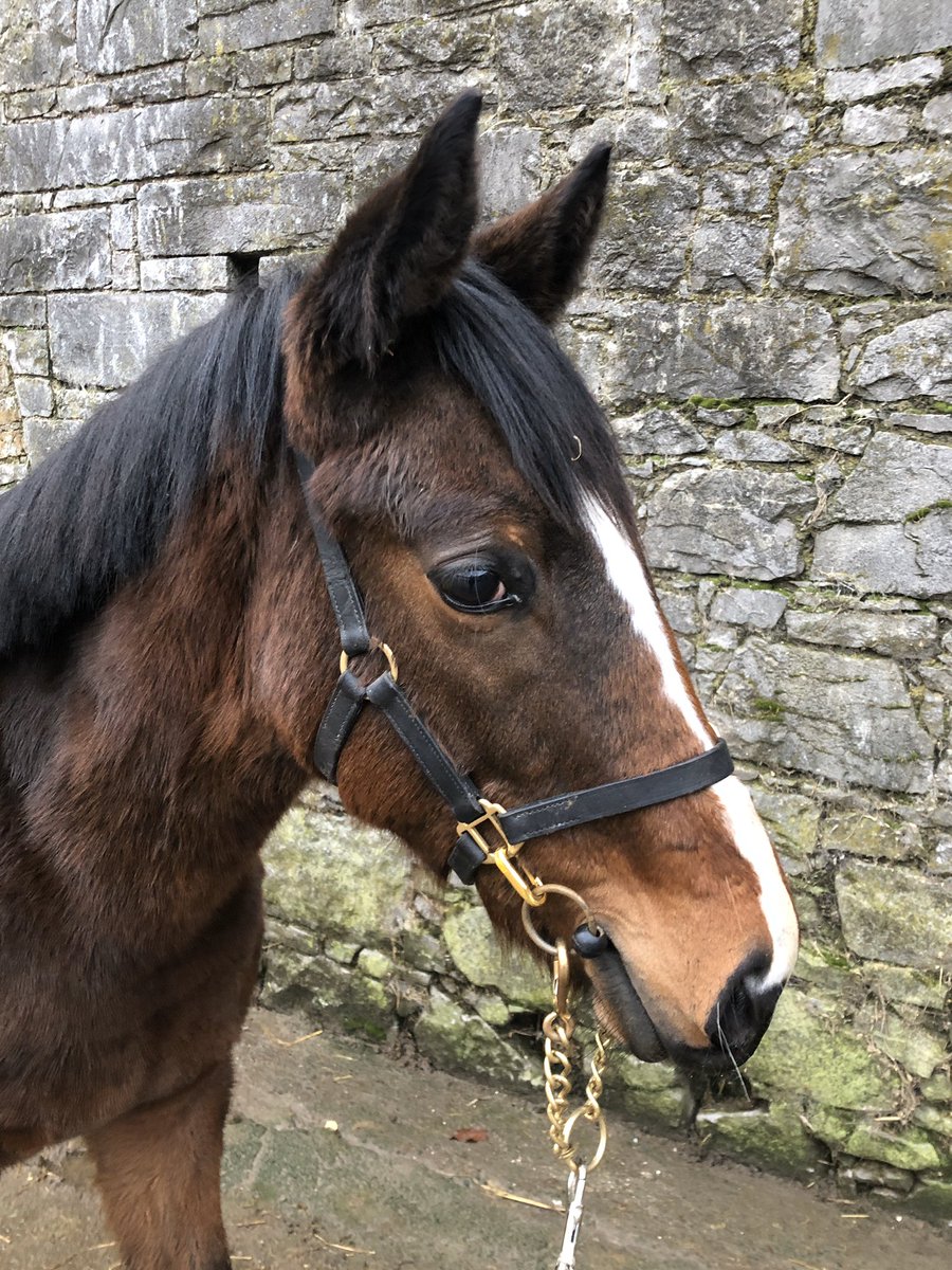Hheffernan161's tweet photo. ⭐️ ⭐️ ⭐️ ⭐️ LOT 142 ⭐️ ⭐️ ⭐️ Bay Colt by Walk in the Park heading to @tatts_ireland February Sales. #springfeildstables #poweredbybluegrass #plusvital #empoweredperformance #3partsbrother #douvan https://t.co/shBlaCnU98