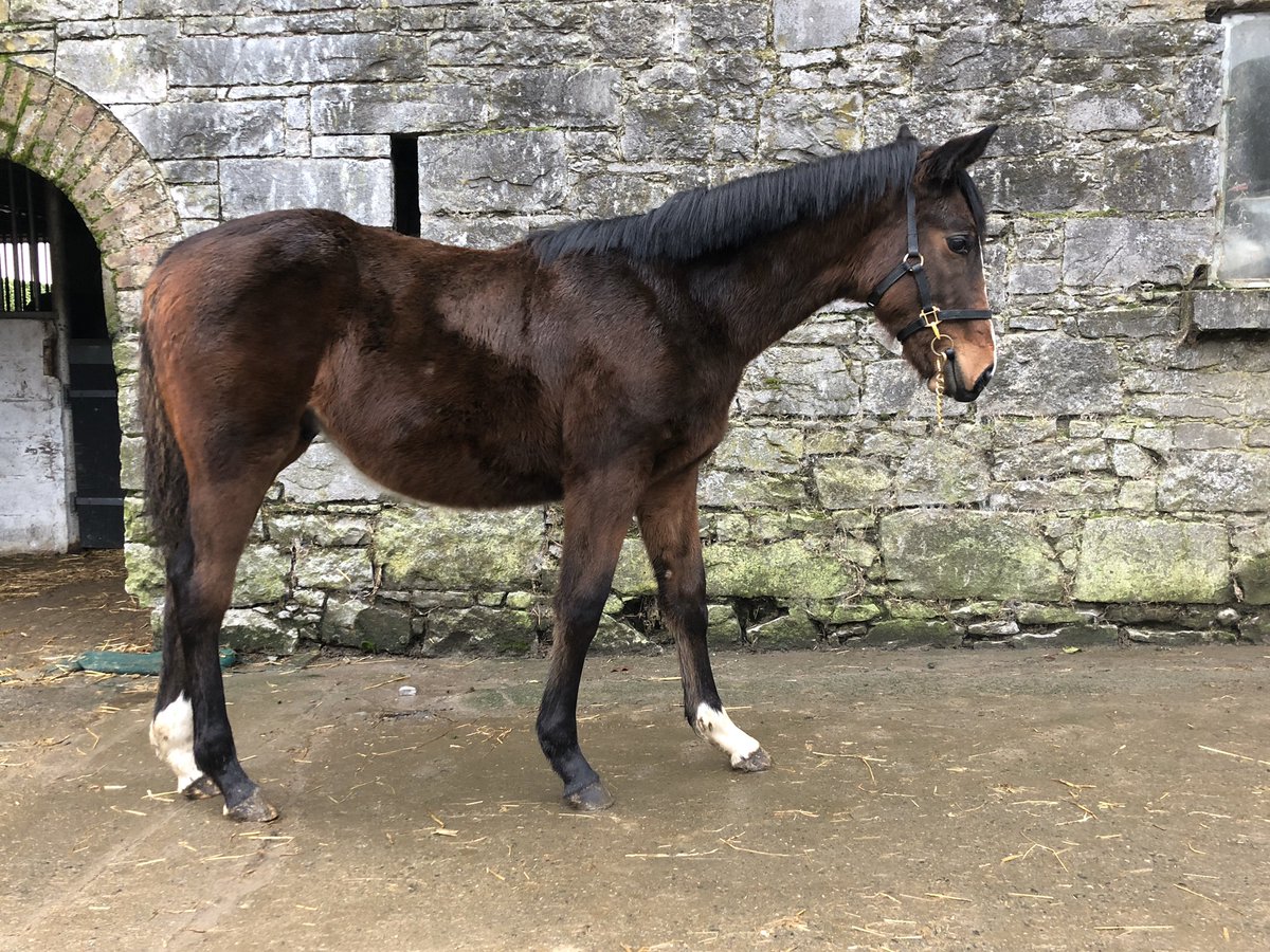 Hheffernan161's tweet photo. ⭐️ ⭐️ ⭐️ ⭐️ LOT 142 ⭐️ ⭐️ ⭐️ Bay Colt by Walk in the Park heading to @tatts_ireland February Sales. #springfeildstables #poweredbybluegrass #plusvital #empoweredperformance #3partsbrother #douvan https://t.co/shBlaCnU98