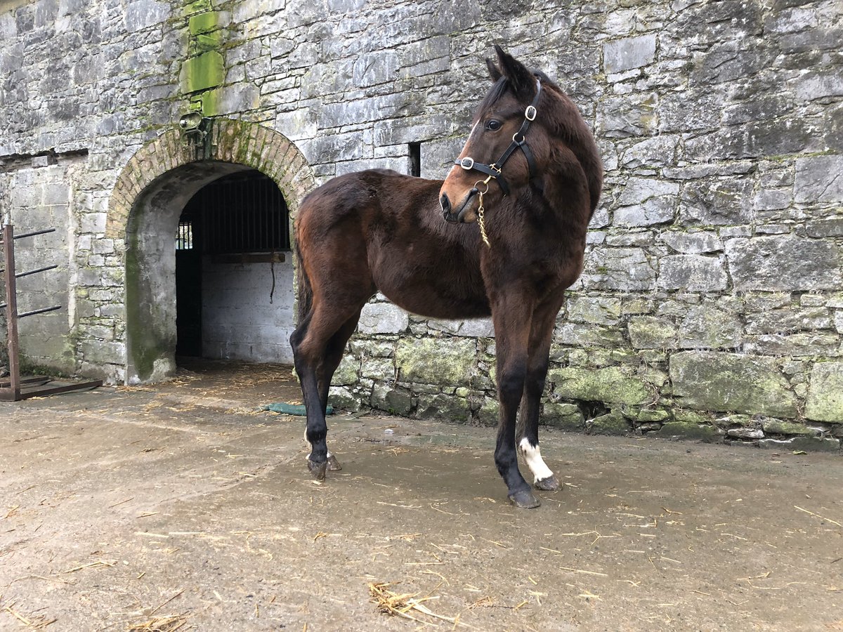 Hheffernan161's tweet photo. ⭐️ ⭐️ ⭐️ ⭐️ LOT 142 ⭐️ ⭐️ ⭐️ Bay Colt by Walk in the Park heading to @tatts_ireland February Sales. #springfeildstables #poweredbybluegrass #plusvital #empoweredperformance #3partsbrother #douvan https://t.co/shBlaCnU98