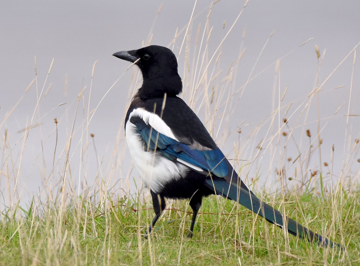30. Magpie  #BigGardenBirdWatch