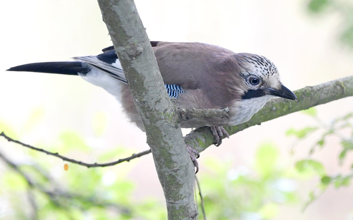 31. Jay  #BigGardenBirdWatch