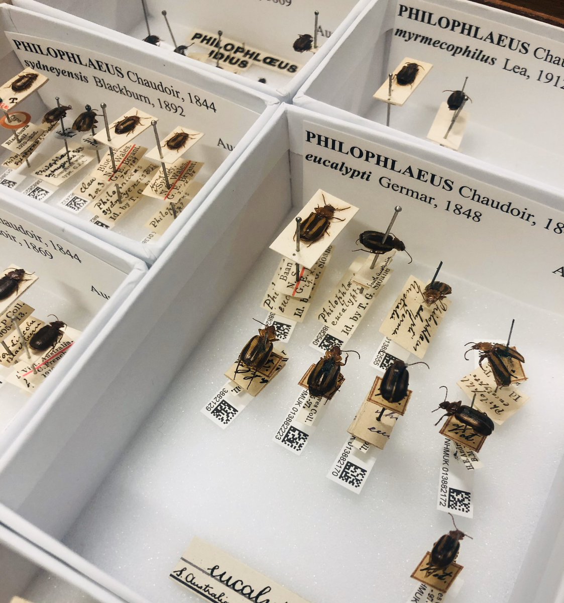 Beulah Garner tweet media