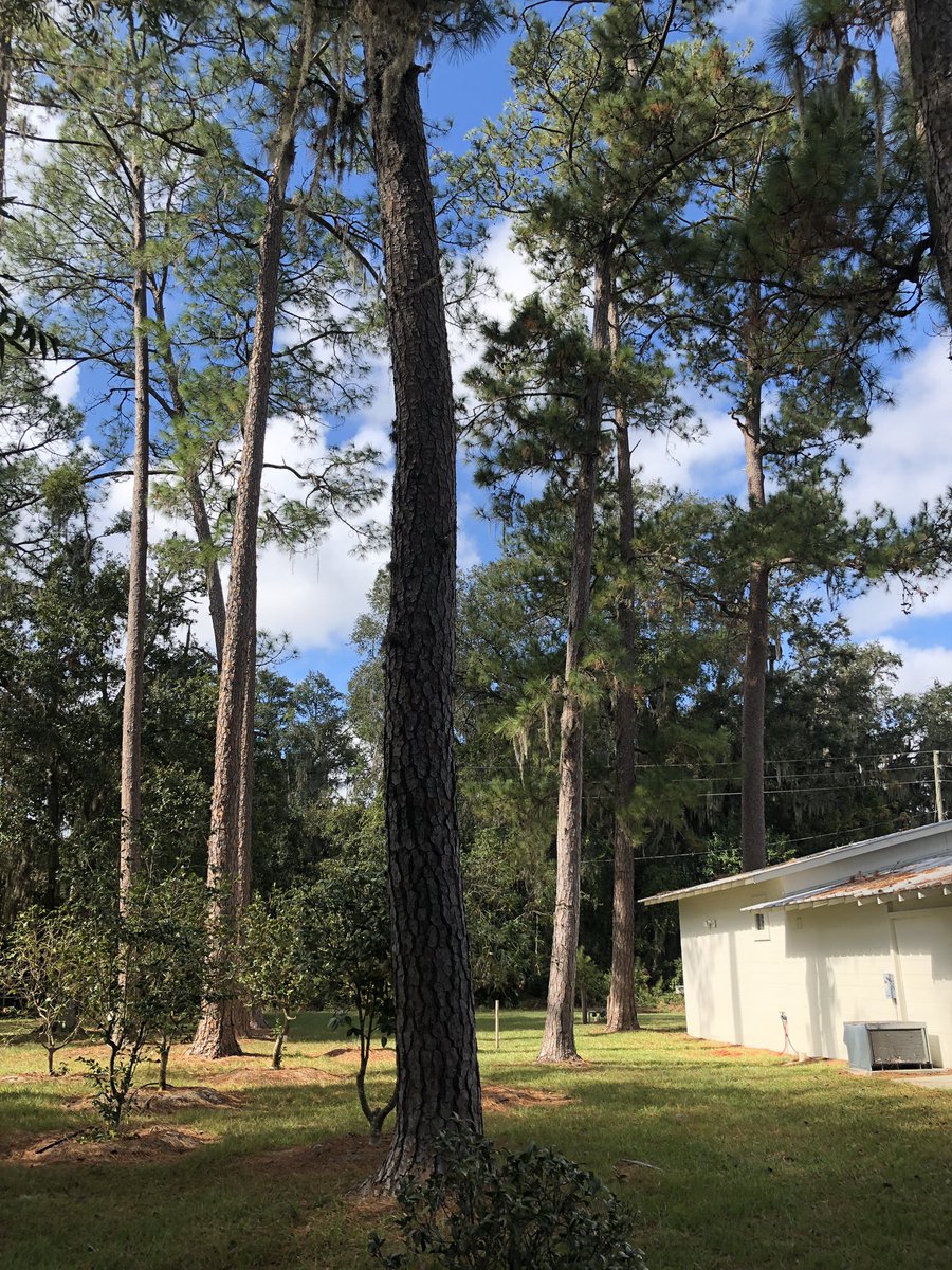 Trees, including pines.