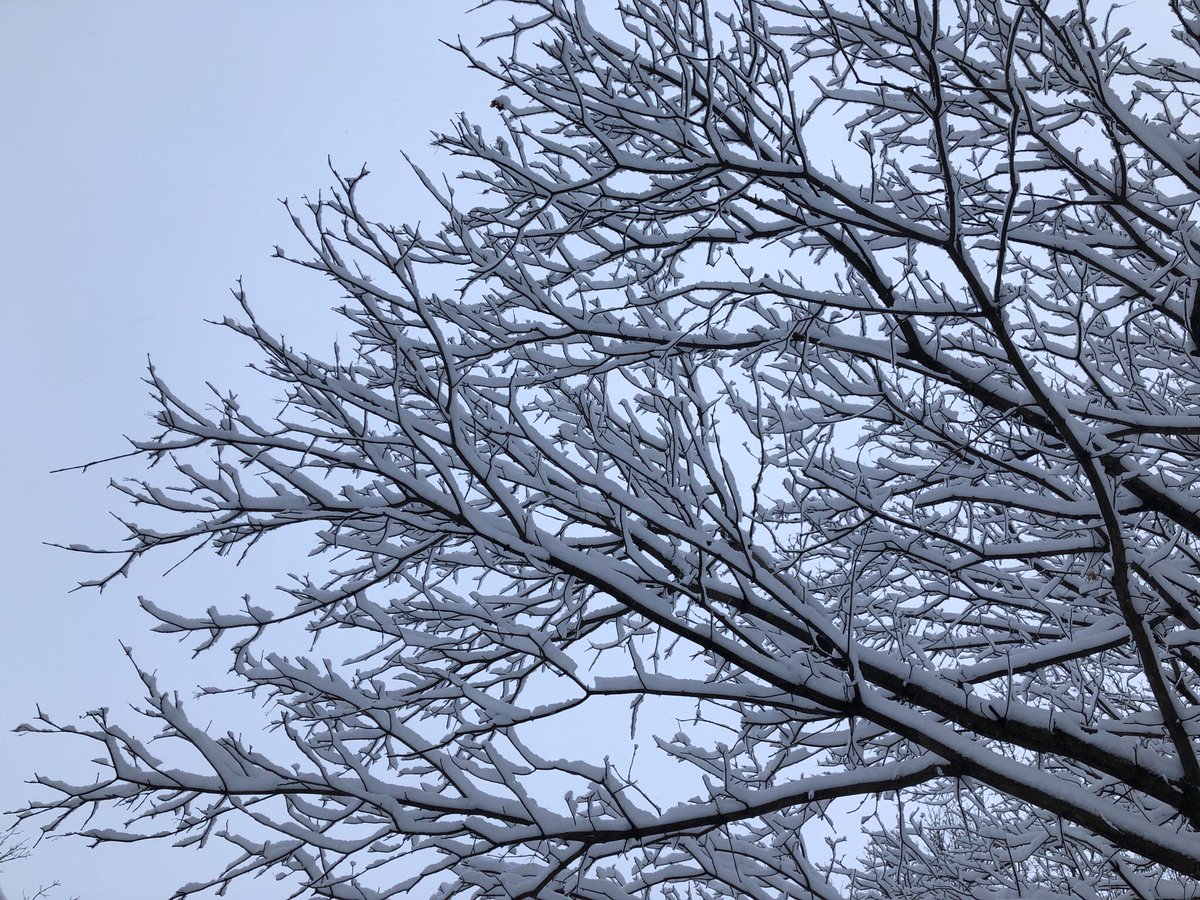 jaimiehanson's tweet photo. ❄️January Beauty
❄️❄️Winter Beauty
❄️❄️❄️Snow Day Beauty
#thisisiowa #winteriniowa https://t.co/ieFF5xo2gB