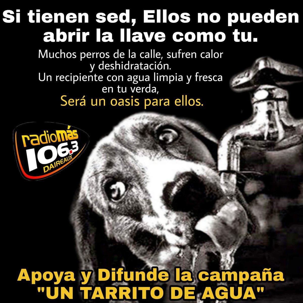 AHORA-  #Campaña #TarritoConAgua #Perros #Callejeros #SinHogar #Calor #Sed #Ayudemos #Daireaux