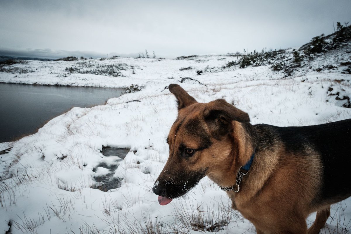 Hey! IS THAT BEER!? AND HONEY BEE GOOD?
IN A CAN!?

Lookout on shelves everywhere!
#westernnlbrewing #nlc #nlcraftbeer #nlwx #Newfoundland #Brewdog #Biglookout #grosmorne
