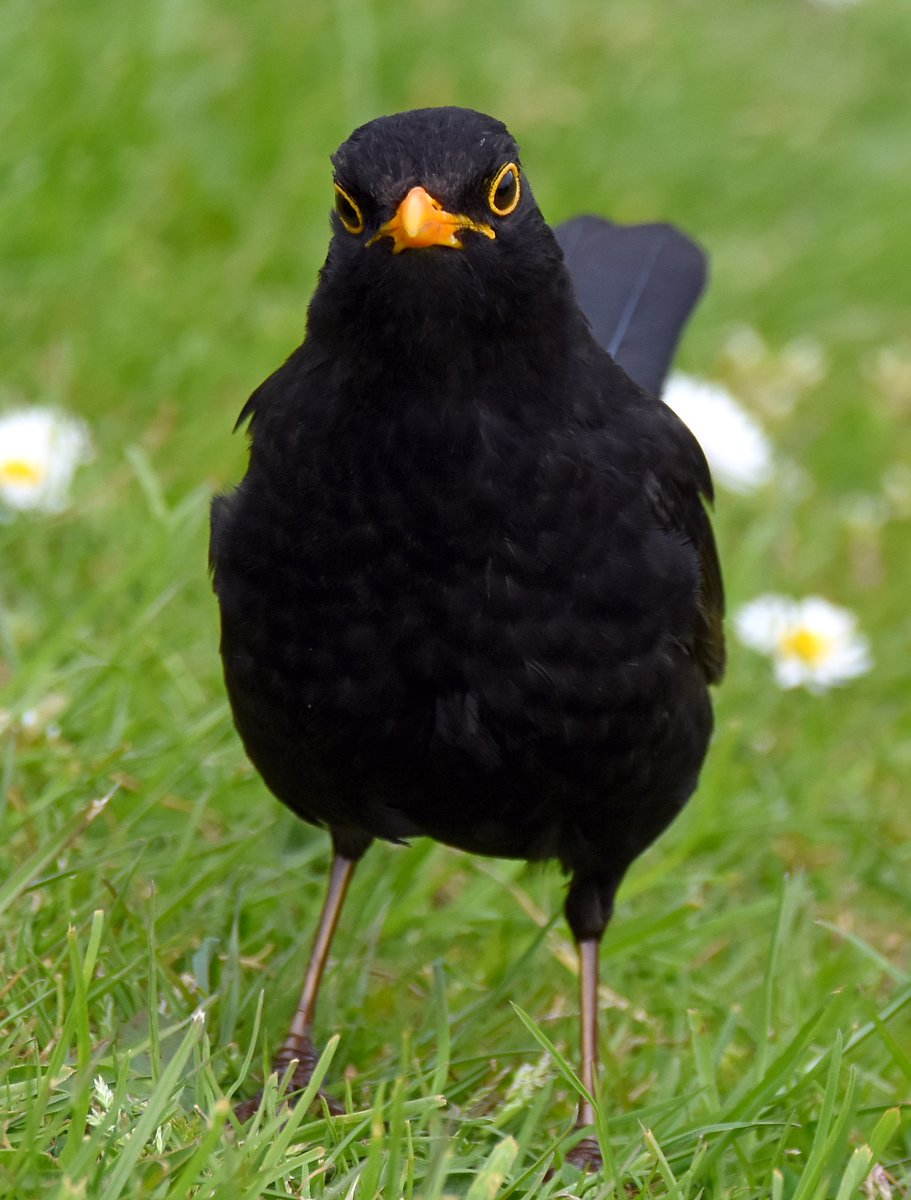 2. Blackbird (Male) #BigGardenBirdWatch