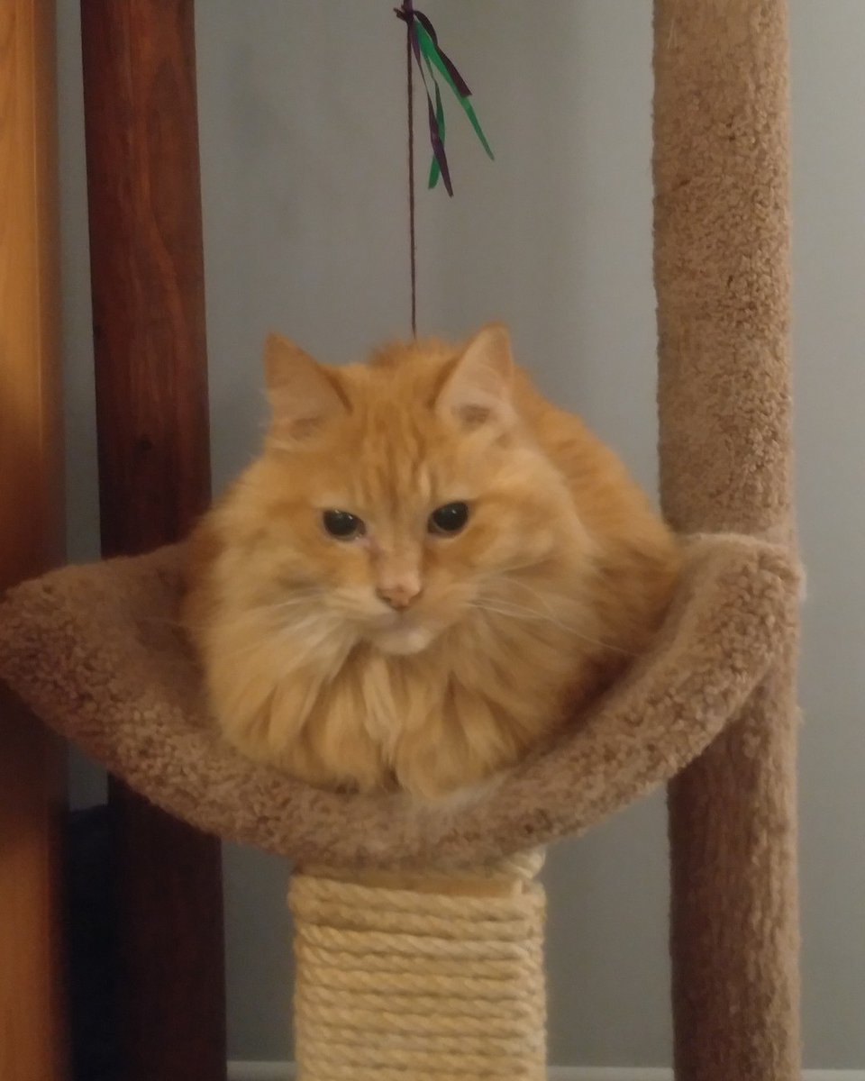 BusyBeeCritSit's tweet photo. Joey lost his legs!

#catloaf #loaf #catsitting #niceandcomfy #nolegs #leglesscat #longhairedcat #floof #floofyboy #gingercat #felinefriday #guelphcat #guelphpetcare #petsitter #guelph #busybeecrittersitters #inacattree #dailycat #catsofinsta
@lordkittybeard https://t.co/nuYVY0n2aT