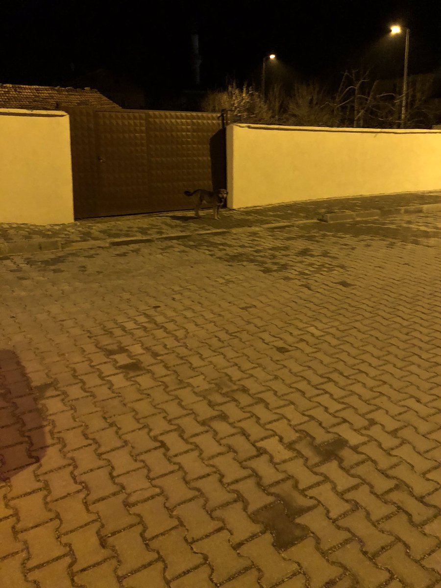 Canashaysev's tweet photo. Belki bıktınız hergün aynı şeyleri görmekten ama yolumu gözleyen ve benim geleceğimi bilen tek varlıklar onlar can#onlardacan #onlardacanlı #sokakhayvanlarınıkoru https://t.co/U2RhaLQUpR