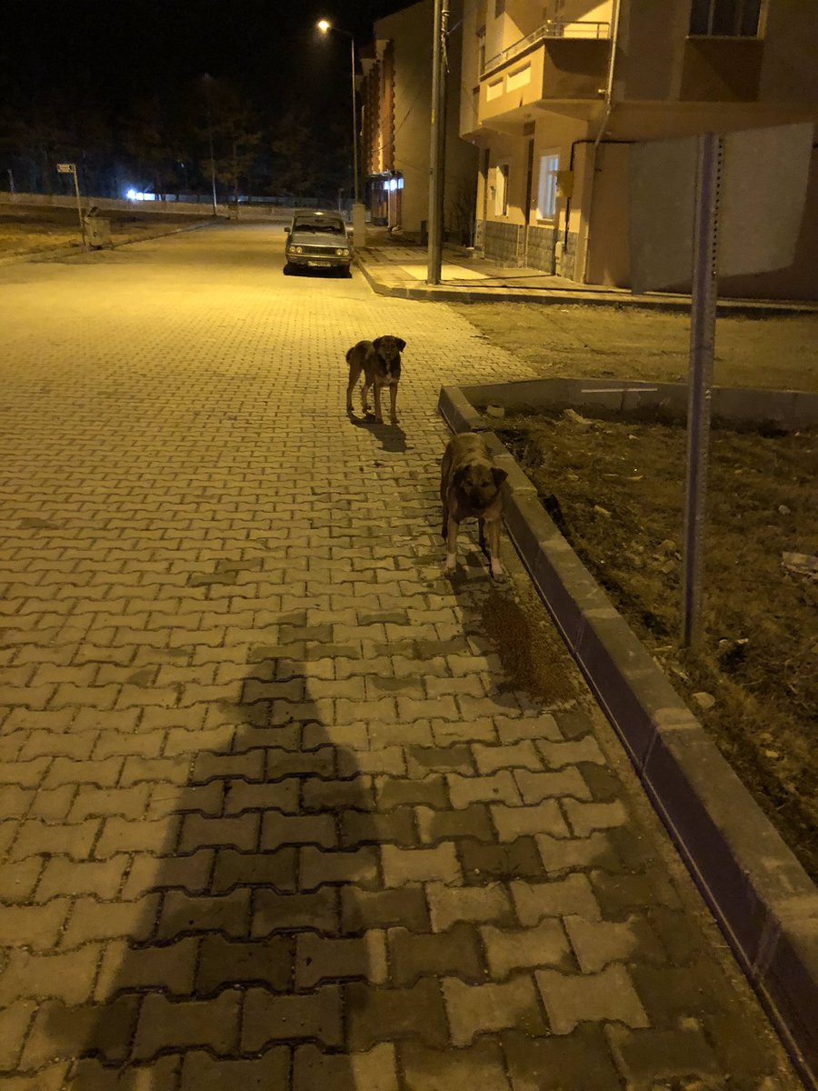 Canashaysev's tweet photo. Belki bıktınız hergün aynı şeyleri görmekten ama yolumu gözleyen ve benim geleceğimi bilen tek varlıklar onlar can#onlardacan #onlardacanlı #sokakhayvanlarınıkoru https://t.co/U2RhaLQUpR