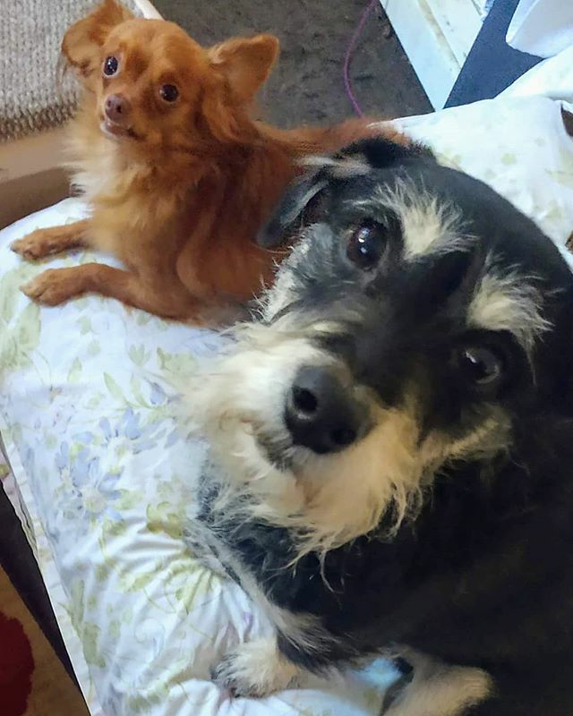TailsDogRescue's tweet photo. Dilbert &amp; Kibbles are wishing everyone a Happy Friday!! #happyfriday #pomchisofinstagram #pomchi #schnauzermix #schnauzermixesofinstagram #losangelesdogrescue #losangeles #nkla #shelterdogsofinstagram #shelterdogsrock #southlasheltersurvivor #rescueismyfavoritebreed #adoptdo… https://t.co/S1Dw7AhZAj