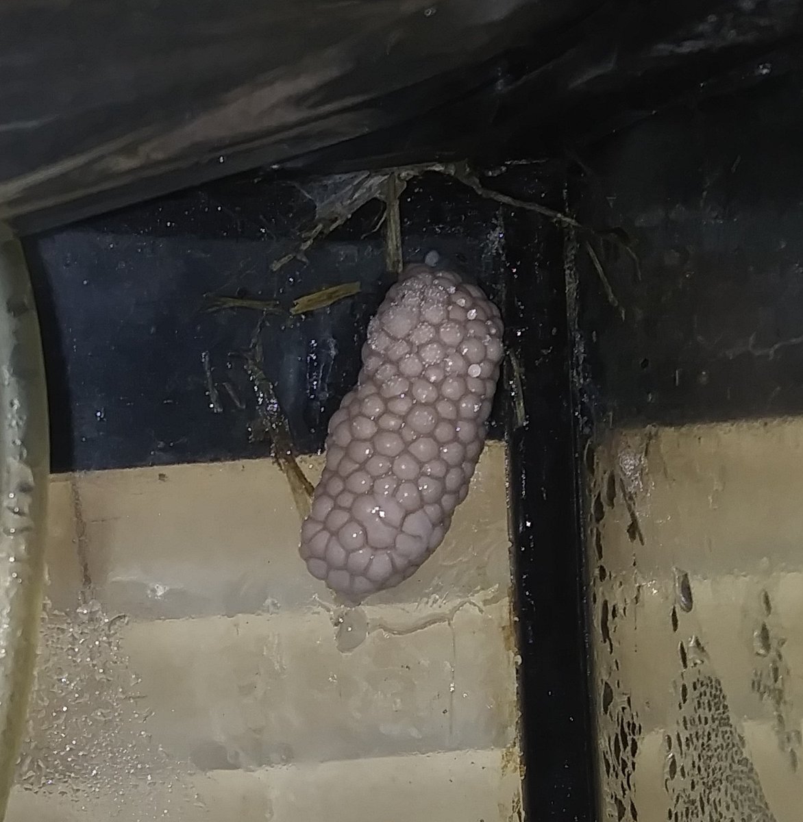 simplyhayesTX's tweet photo. Mystery Snail Clutch laid this morning. Second one now from our Blue in a week. https://t.co/yBgNjhWCt4