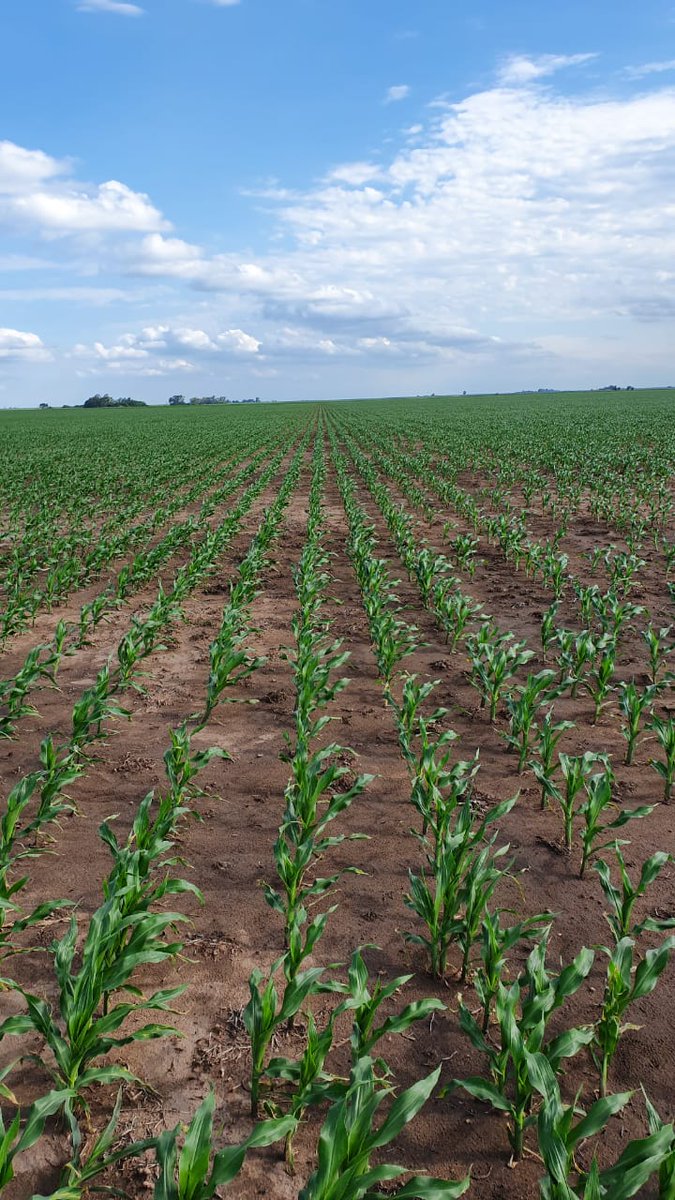 ALZ-Agro tweet media