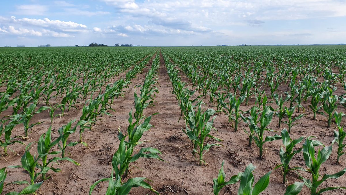 ALZ-Agro tweet media