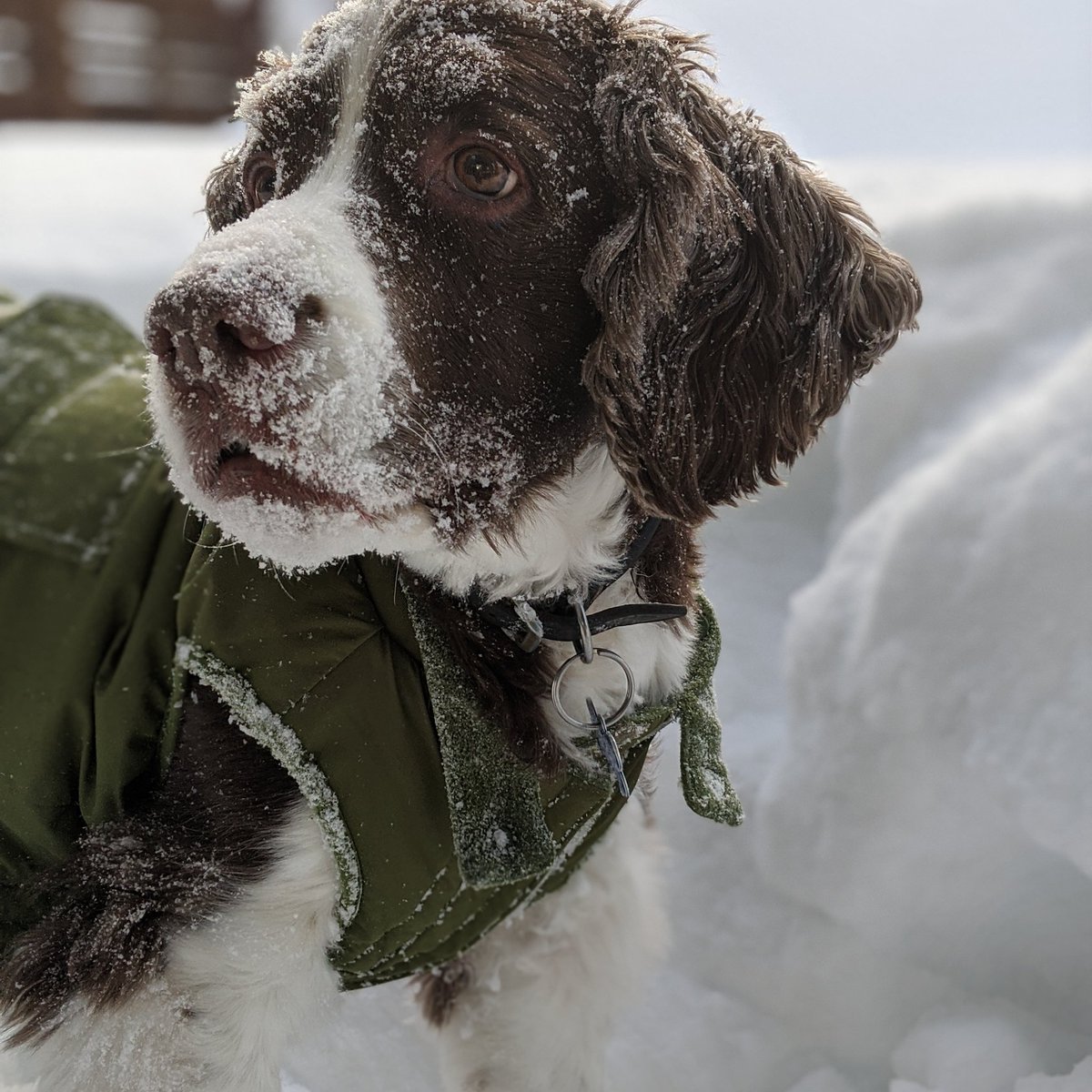 A10 my top tool is my Springer Spaniel, he gets me out and about, he makes me take regular breaks and is an amazing (always happy) office companion  #StartupChats