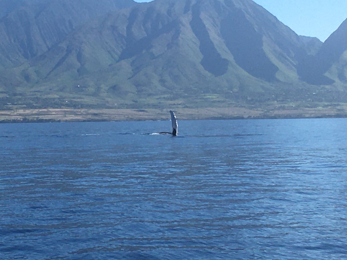mrs_long_math's tweet photo. Now this is a school with a view!Elementary students in Maui study first hand about oceans! https://t.co/9PfzMnOkHE