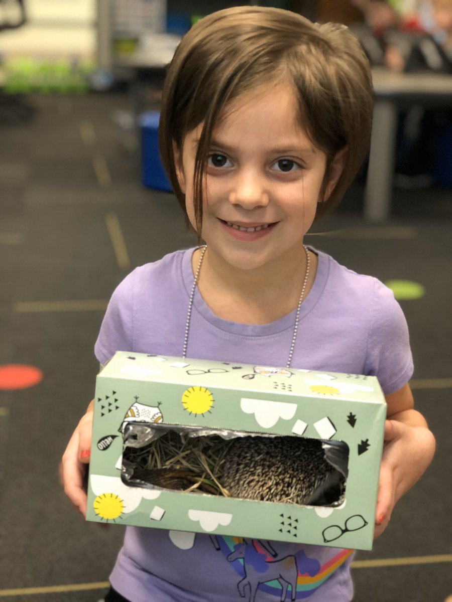 KSmithSidekicks's tweet photo. Two of my scholars engineered a house for Mr. Pricklepants! He seems to really like them! They even improved one of the designs by adding some shredded paper for bedding. #cankinder #mrpricklepants #becannonproud @canstem @Jandaexotics https://t.co/C7Cb7xYzmj