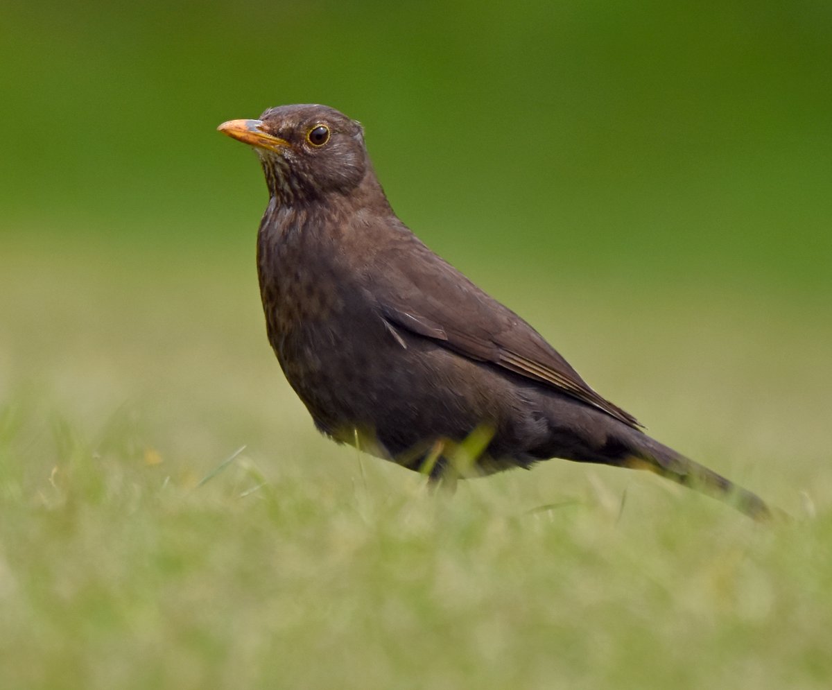 3. Blackbird (Female)  #BigGardenBirdWatch