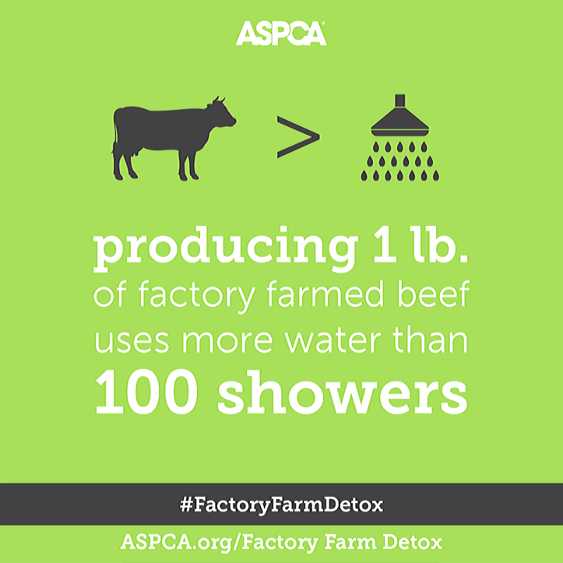 BeARuleBreaker's tweet photo. Join our friends at the @ASPCA to kick off the New Year with healthier, kinder habits! Sign up for their #FactoryFarmDetox at https://t.co/gq74Pxlfvq 

#bearulebreaker #rulebreakersnacks #ShopWithYourHeart #shoplocal #vegan
 #animalrights #crueltyfree #veganism #govegan https://t.co/2ulkVxB8ls