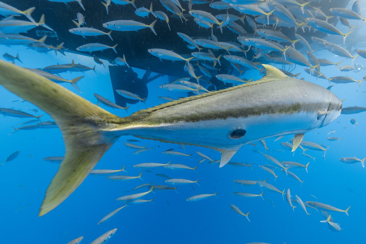 Cookie cutter shark bite on California yellowtail