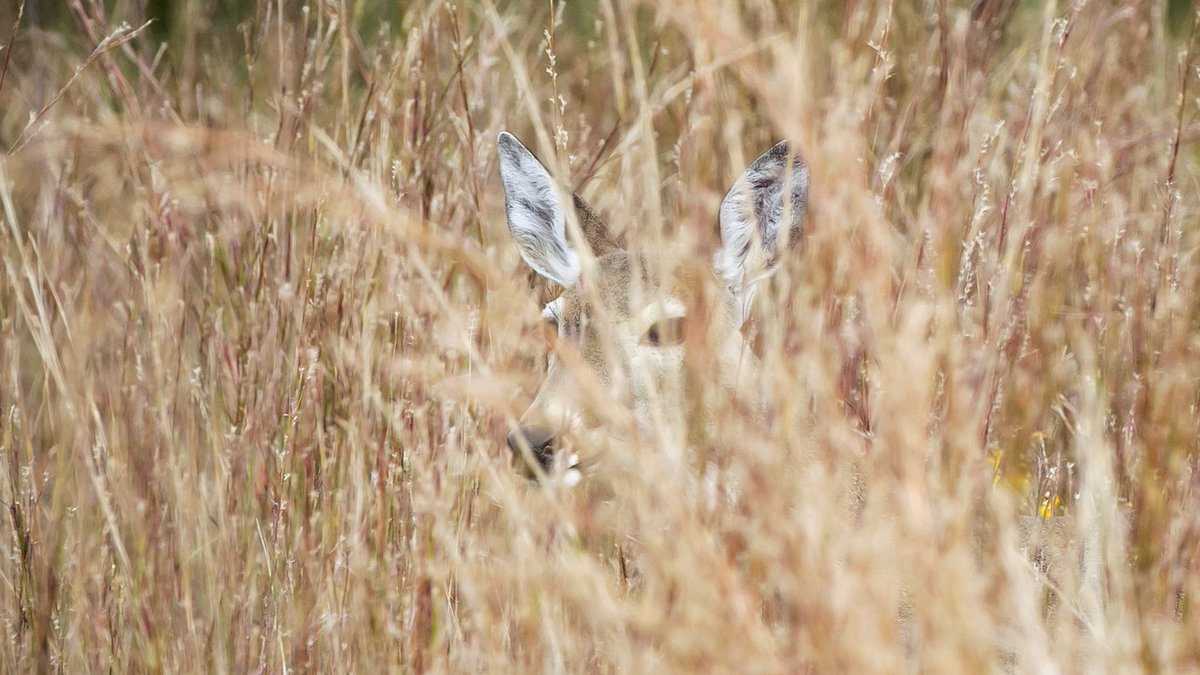 Deer in high grass