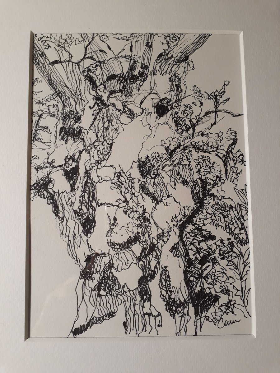 CorrinTulk's tweet photo. #Kingoak #penandink framed ready for solo @fairhavengarden 25 Feb -1 March #woods @thenfkbroads @MuseumBroads @atnorfolk https://t.co/bZwHv1uXnm