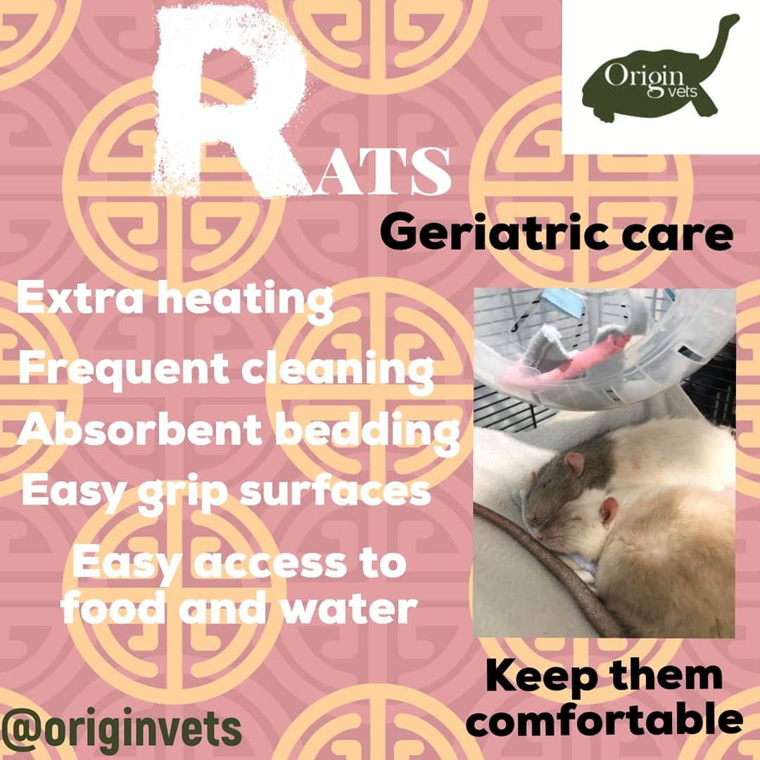 OriginVets's tweet photo. 🐀Geriatric Rats🐀
As our beloved rats get older we need to ensure they are appropriately cared for in regards to any age related health problems.

🐀It's all about keeping them comfortable🐀

Find out more at https://t.co/mjRPGDiwAf https://t.co/DnLfVwYHgh