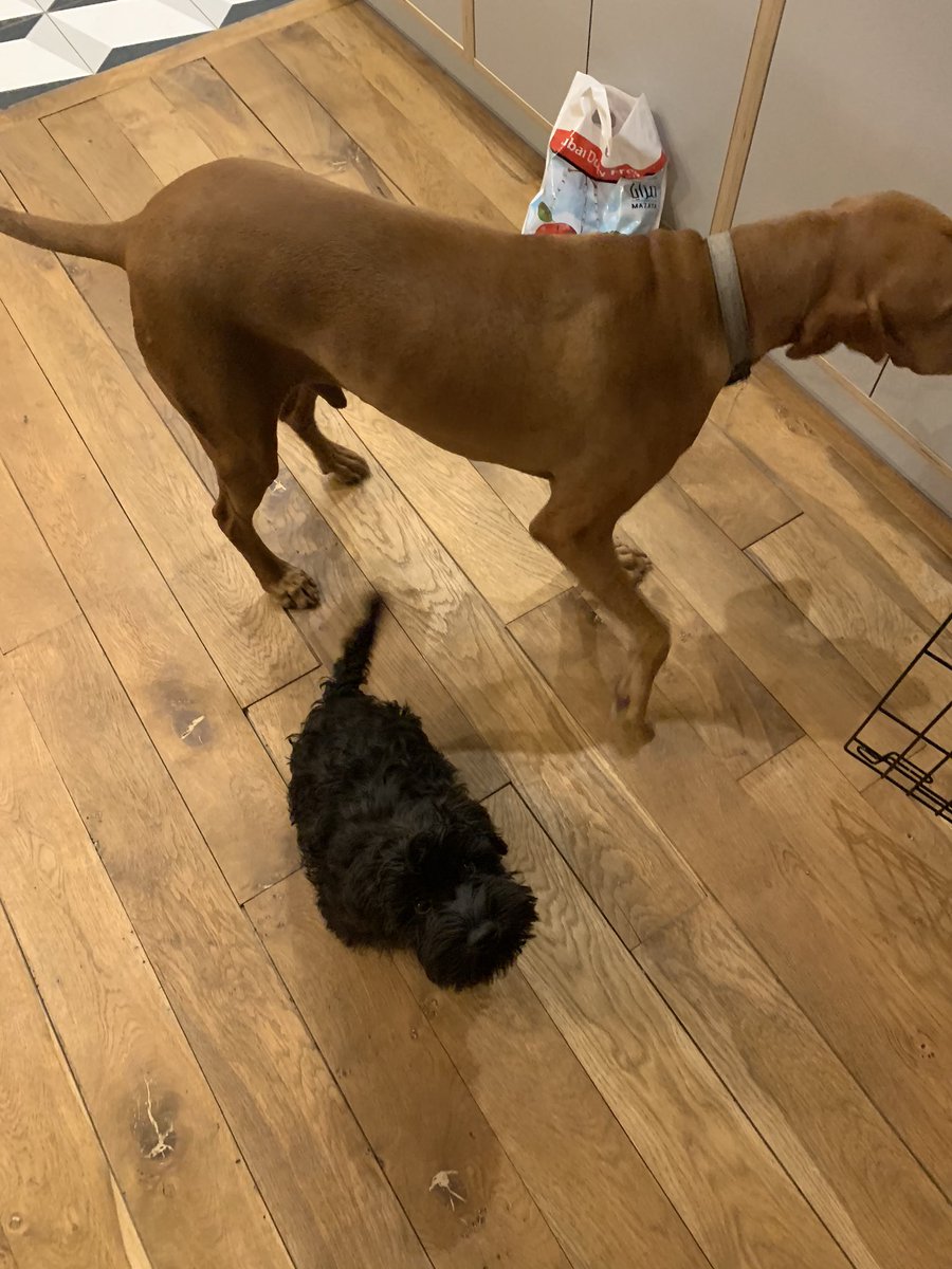 iamsmudge tweet media