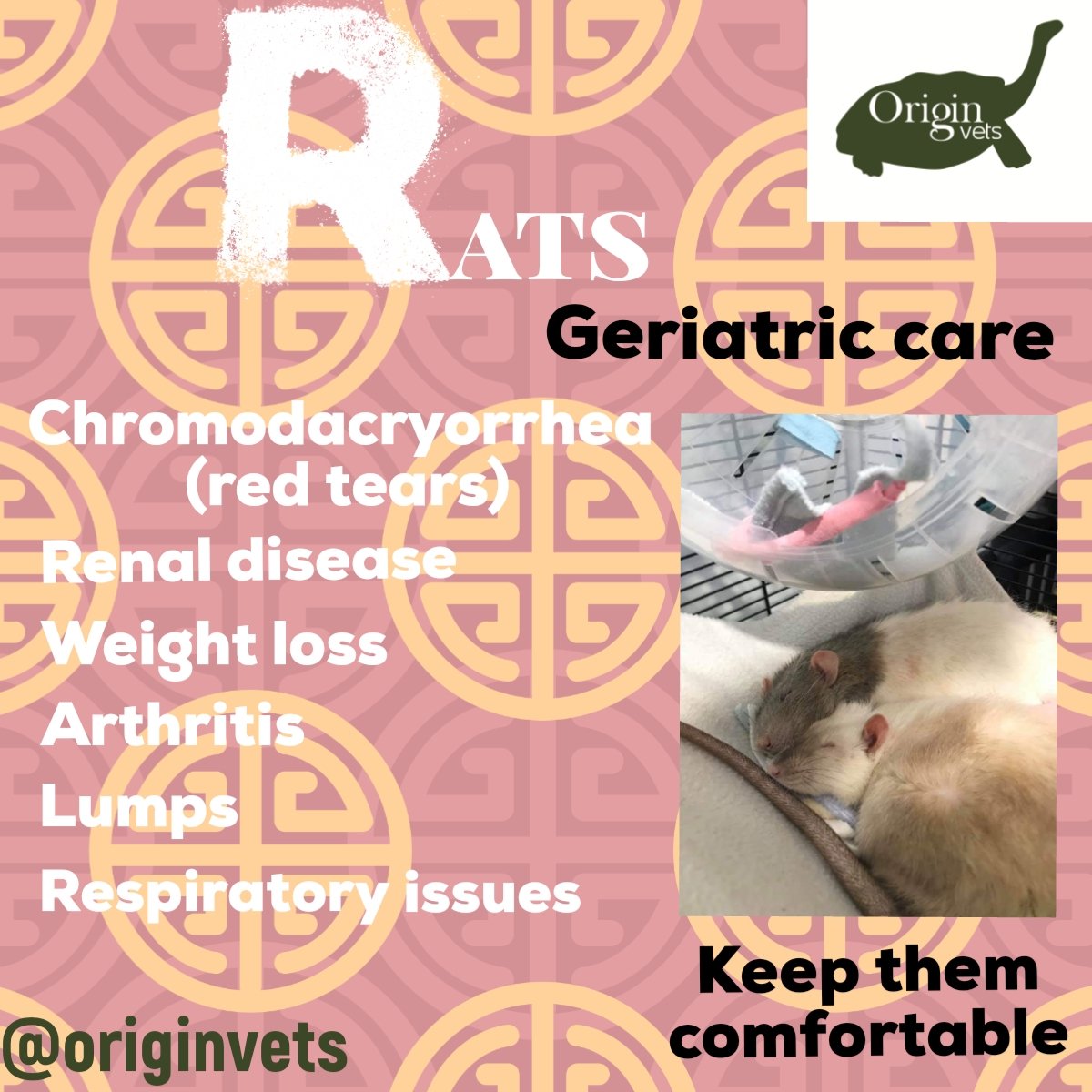 OriginVets's tweet photo. 🐀Geriatric Rats🐀
As our beloved rats get older we need to ensure they are appropriately cared for in regards to any age related health problems.

🐀It's all about keeping them comfortable🐀

Find out more at https://t.co/mjRPGDiwAf https://t.co/DnLfVwYHgh
