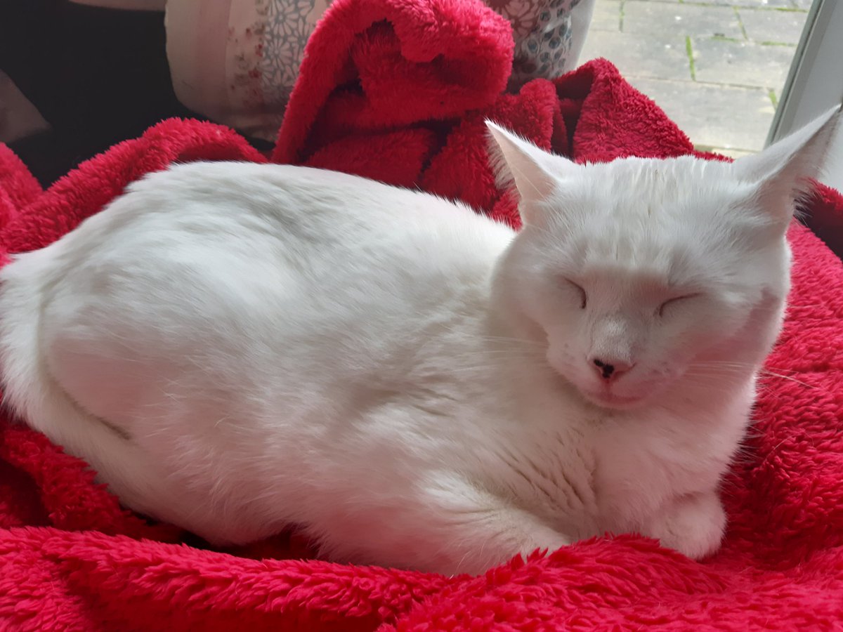 JeffTheDeafCat's tweet photo. The King on his red blanket 😻♥️🐾  Happy weekend, y'all xxxx https://t.co/z0Gdhg9MBS