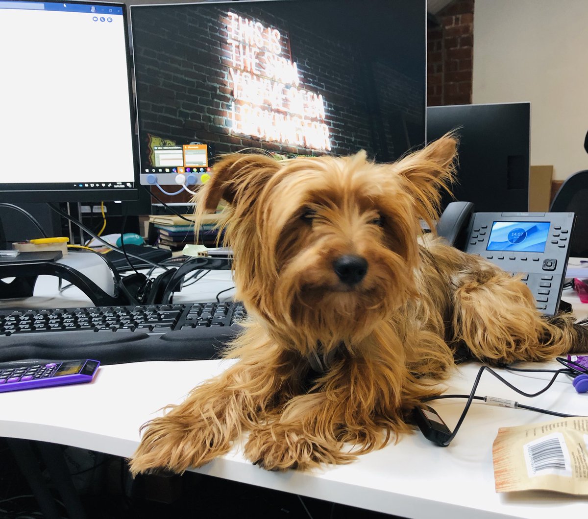 Maverickman5's tweet photo. First day for Ruby ⁦@Element78⁩, seems to have settled into the agency life! #officedog https://t.co/H5kDRrV1Wt
