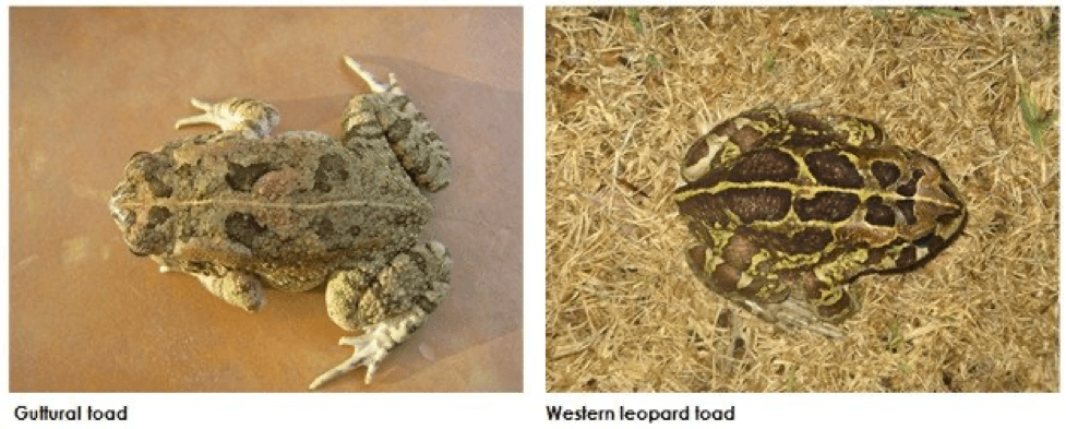 Endangered western leopard toad threatened by an invasive look-alike. noordhoekvalley.co.za/endangered-wes…