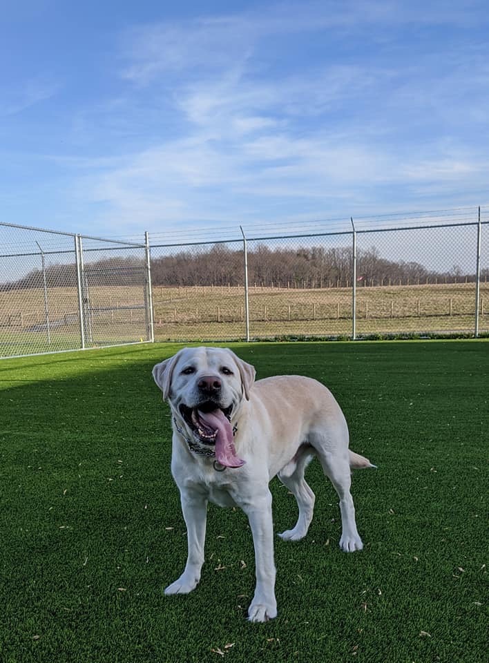 FDConnection_MD's tweet photo. We were happy to help the newly opened Crownsville Canine LLC with their fencing needs. They just celebrated a Grand Opening on January 18, 2020, which was a huge success. Be sure to check them out for all your dog boarding needs, it's where Your Pets are Treated Like Royalty! https://t.co/Q1AtmDQopZ