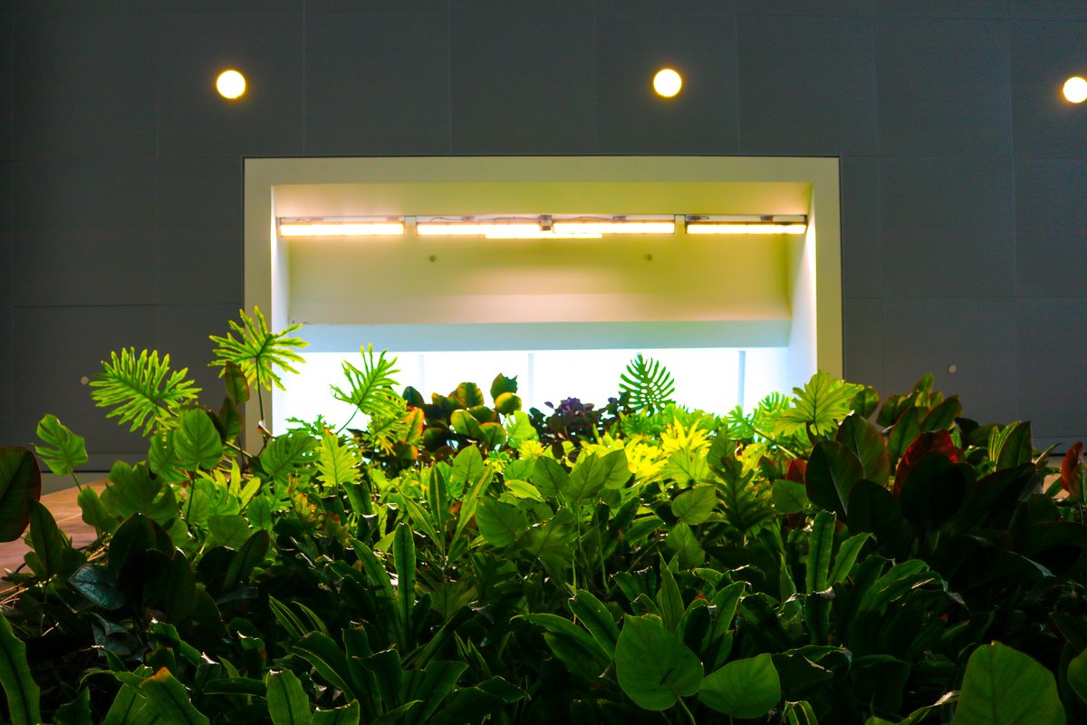 View from beneath the Richcraft Hall Living Wall showing the windows above.
