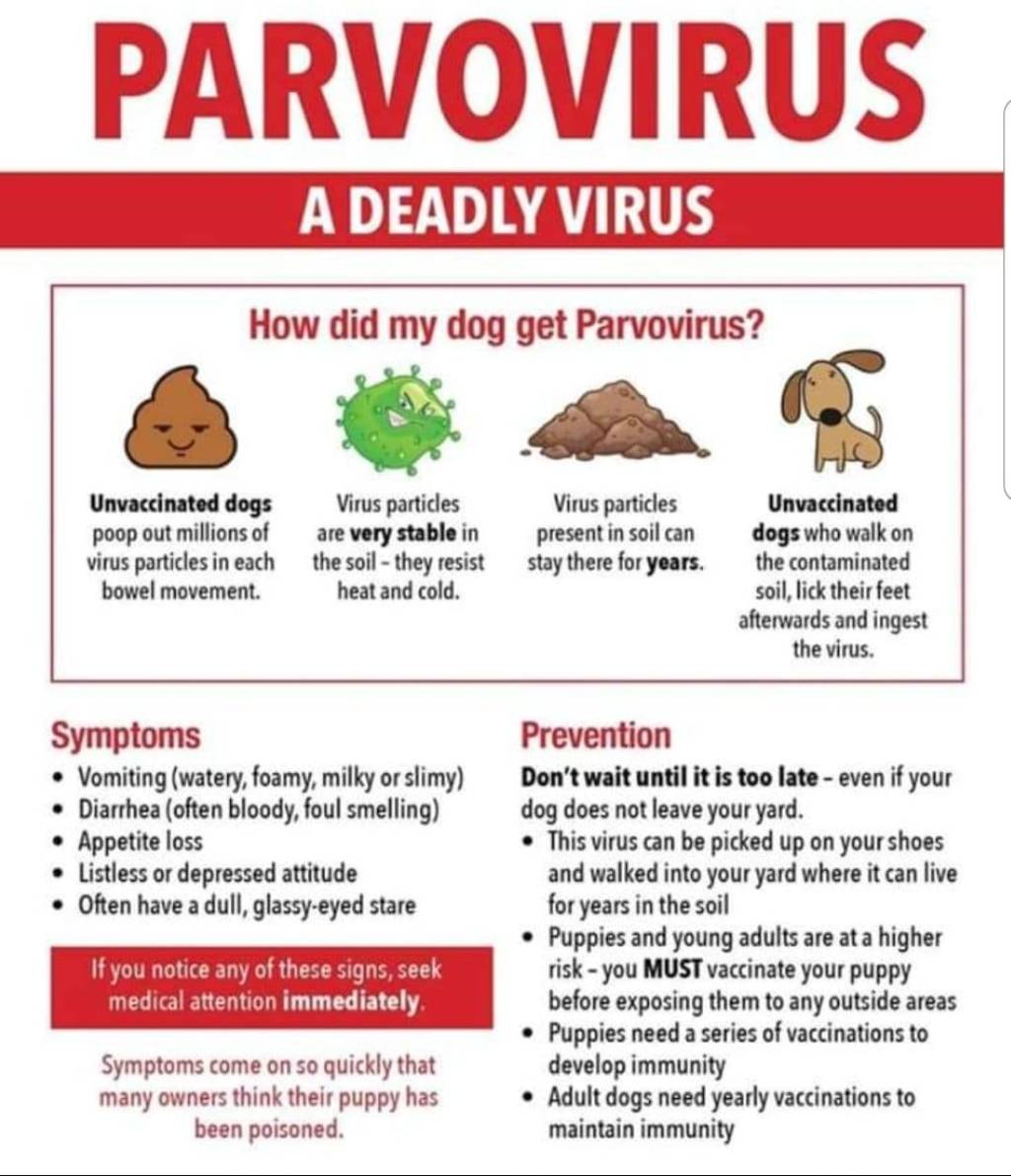 HIGH ALERT – CANINE PARVO VIRUS OUTBREAK noordhoekvalley.co.za/high-alert-can…